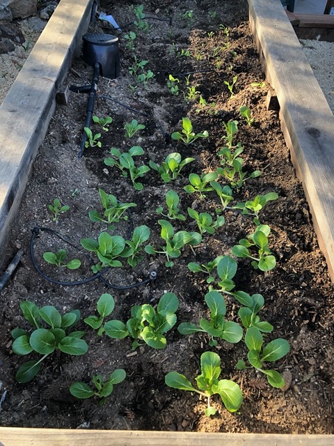 Plants getting bigger
