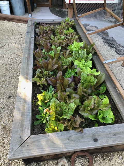 The lettuce box is thriving