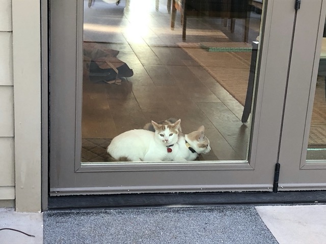 Kitties from the outside.  More common view in warm weather