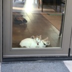 IMG_8619.jpeg