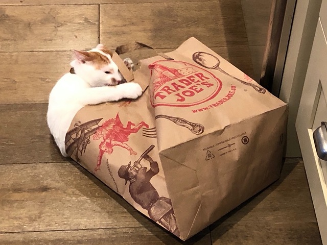 Kitties attacking a paper bag
