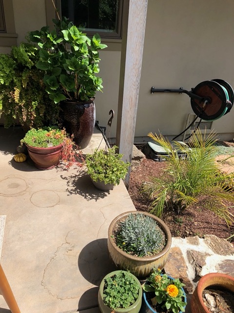Pots by the edge of the patio