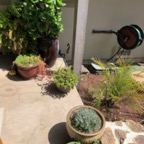IMG_8679.jpeg