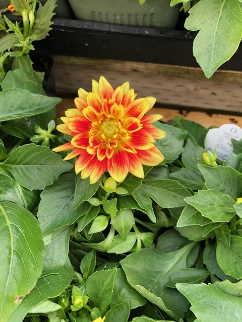 A beautiful dahlia