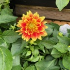 IMG_8698.jpeg