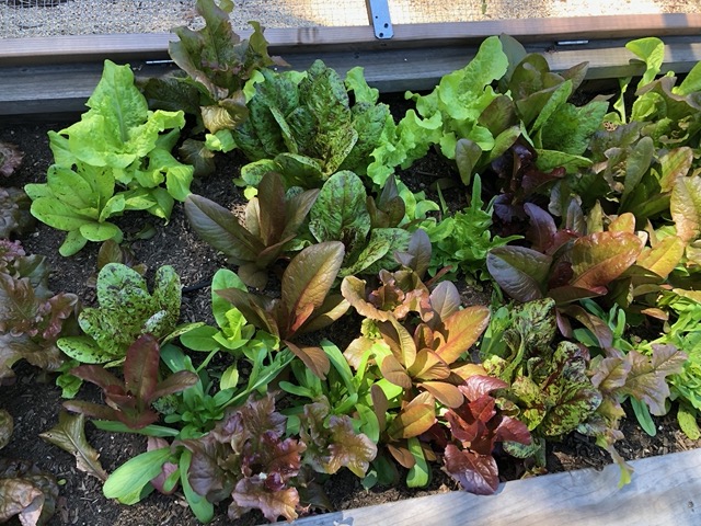 They're exploding!  Lot of salads for us!
