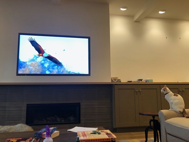 Watching a nature show with Gizmo (lower right)