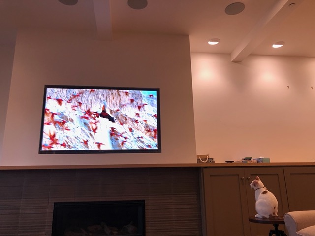 Attentive cat!