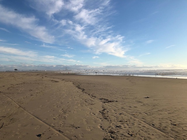 The kids running into a flock of seagulls