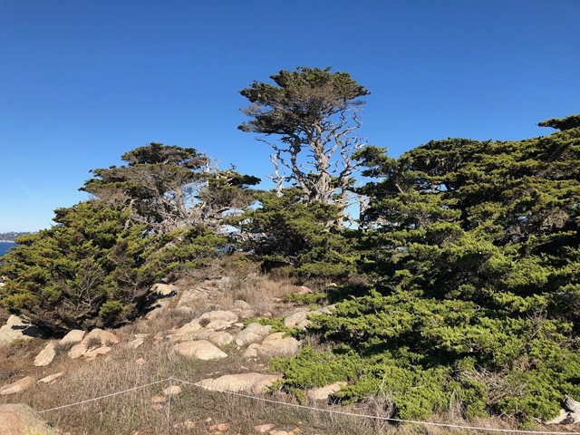 Squiggle trees