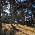 IMG_7803.jpeg