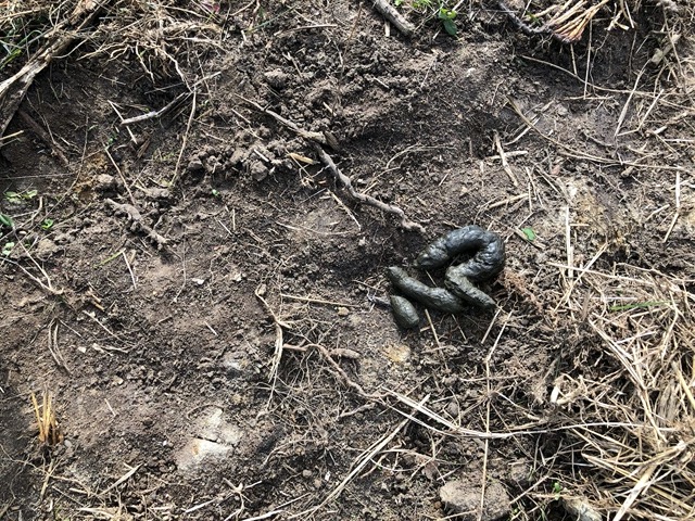 We found tracks and scat