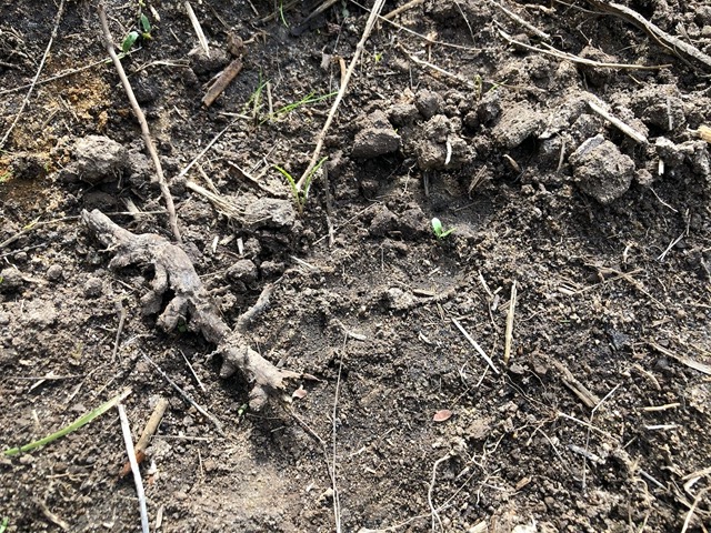 We had fun examining the footprints