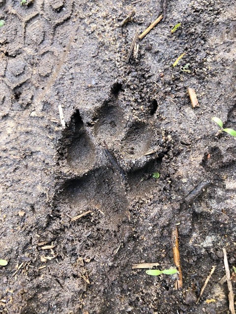A great paw print