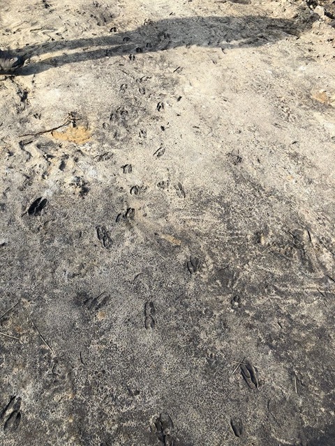 Deer tracks
