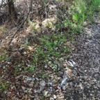 IMG_6331.jpeg