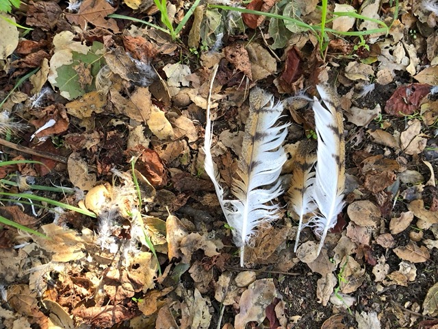 Where a juvenile redtail was probably killed