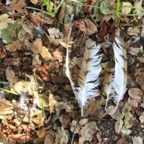 IMG_6332.jpeg