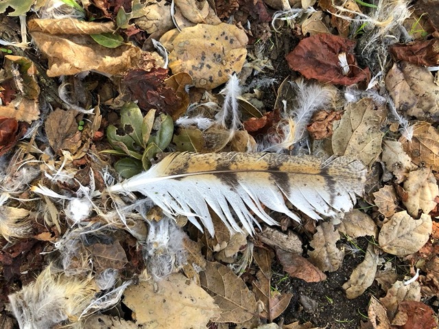 Lots of feathers