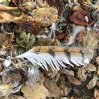 IMG_6333.jpeg