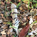 IMG_6334.jpeg