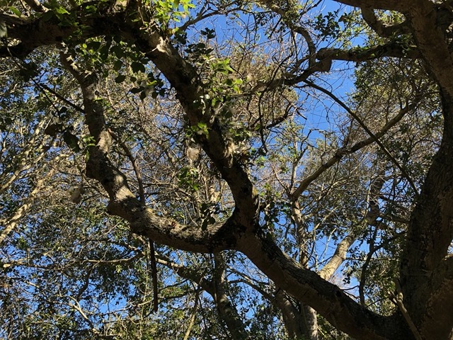 Tufts of feathers in a tree