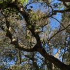 IMG_6335.jpeg