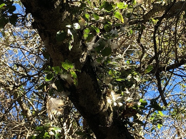 Maybe eaten by a great horned owl