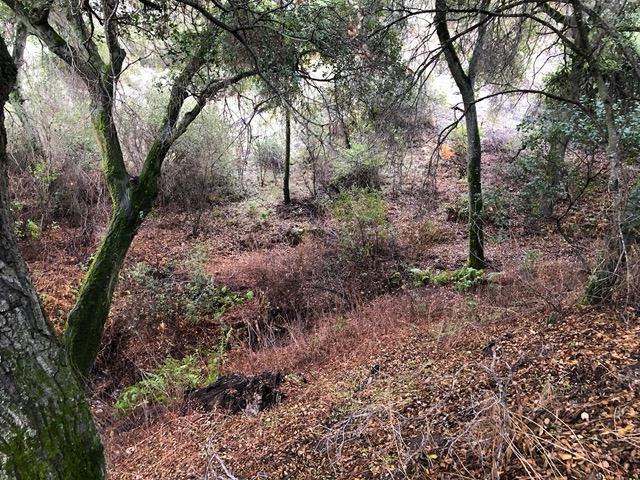Not much undergrowth