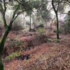 IMG_6366.jpeg