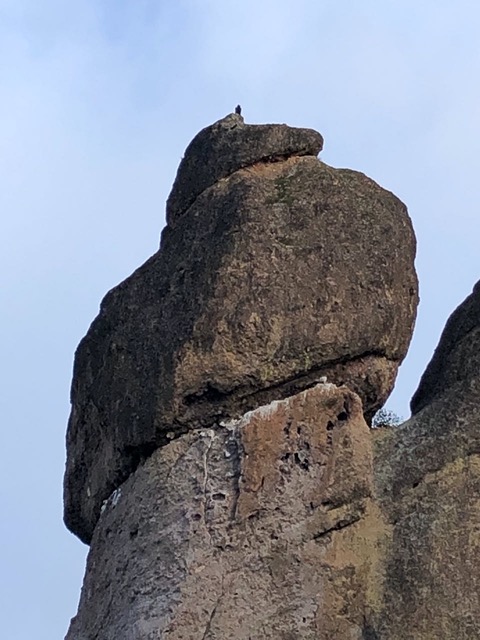 Condor!