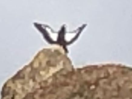 Zoomed in.  Very striking white on wings.