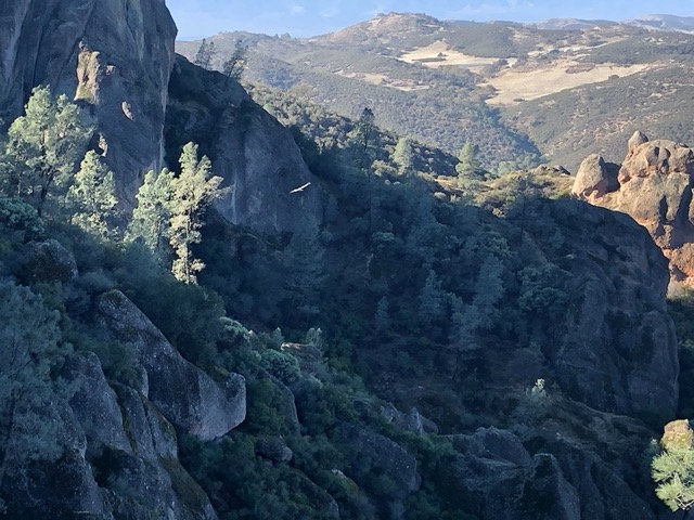 Condor soaring below us! (white line against dark cliff)