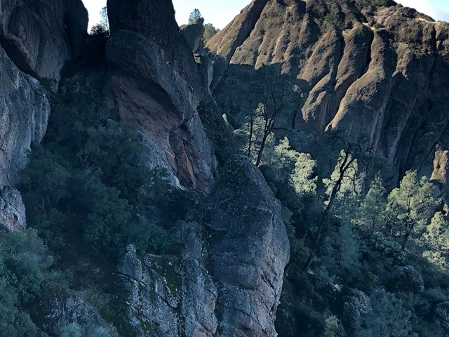 Soaring: top middle, above sunlit trees, dark horiz. line