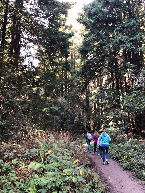 On New Year's Day we went to the forest of Nisene Marks