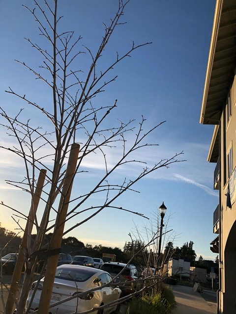 Wow, there are buds coming out.  It's January 1st.